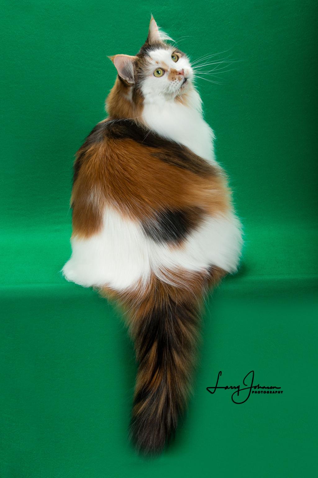 Cats Travaganza Greater Baton Rouge Cat Club Gears Up For 45th