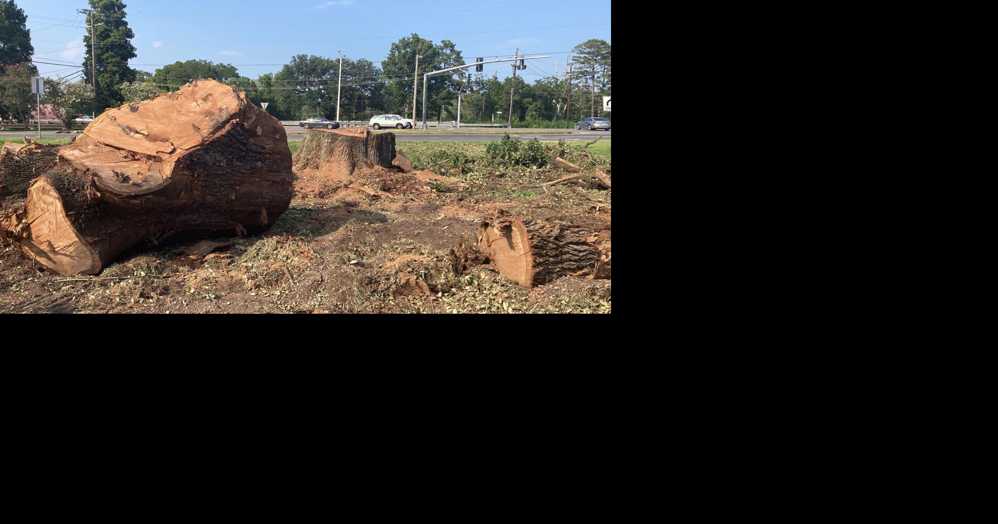 Two Virginia oaks felled in Gonzales, residents protest | News