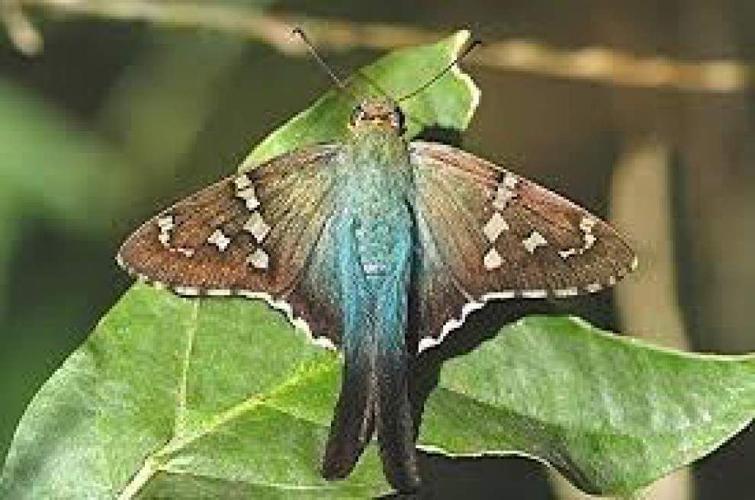 Entice butterflies to stay awhile with these flowers, tips. Home