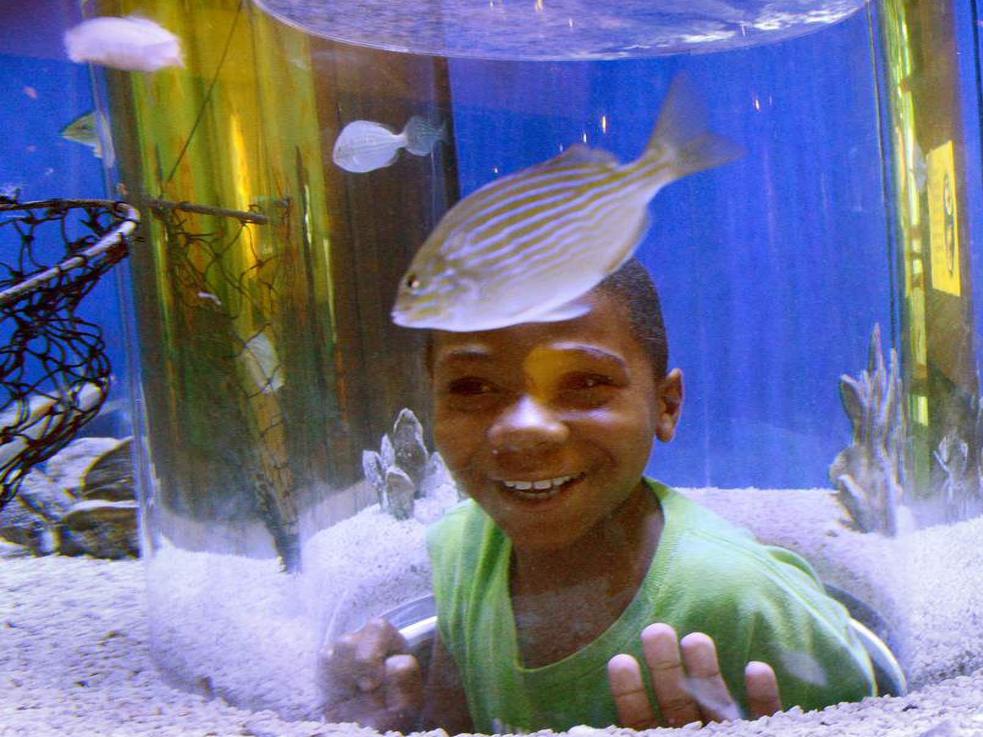 Controversial aquariums installed at baseball park - Practical Fishkeeping