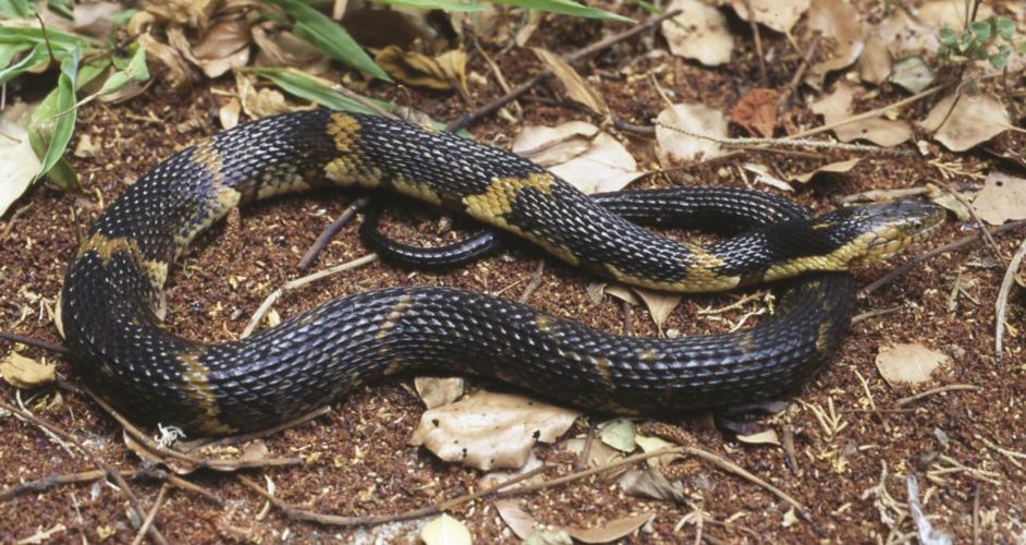 Yes, it's 'ah, snake!' season: Here's 9 things a Louisiana expert ...