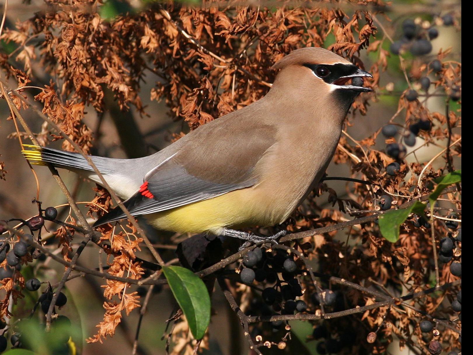 Louisiana 2022 Christmas Bird Count List 2 Big Bird Counts Coming Up | Home/Garden | Theadvocate.com
