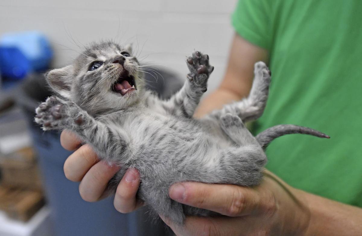 This Baton Rouge Socially Conscious Animal Shelter Increased The