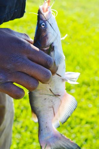 Geaux Fish wrangled during annual rodeo | Zachary | theadvocate.com