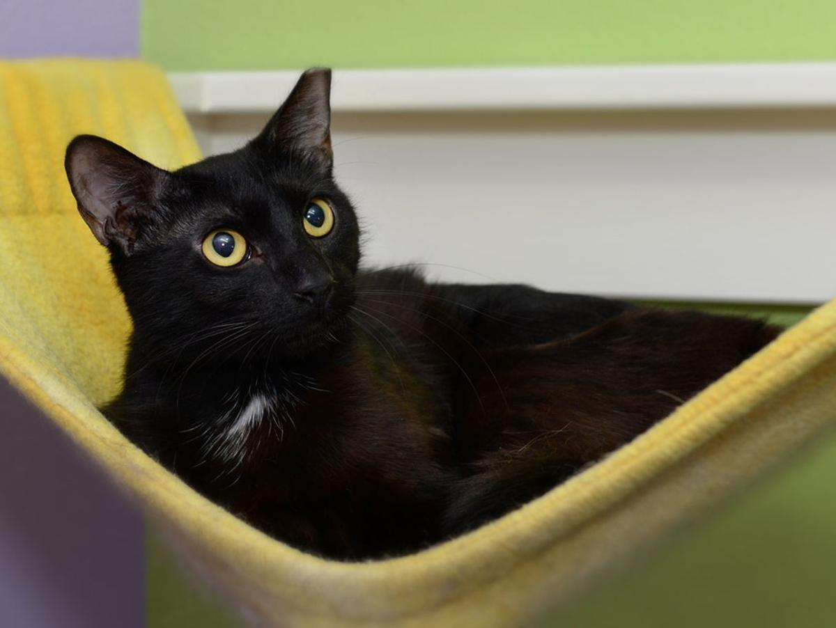 Cats Available Through Cat Haven Of Greater Baton Rouge On July 19
