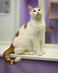 Cats Available Through Cat Haven Of Greater Baton Rouge On July 19