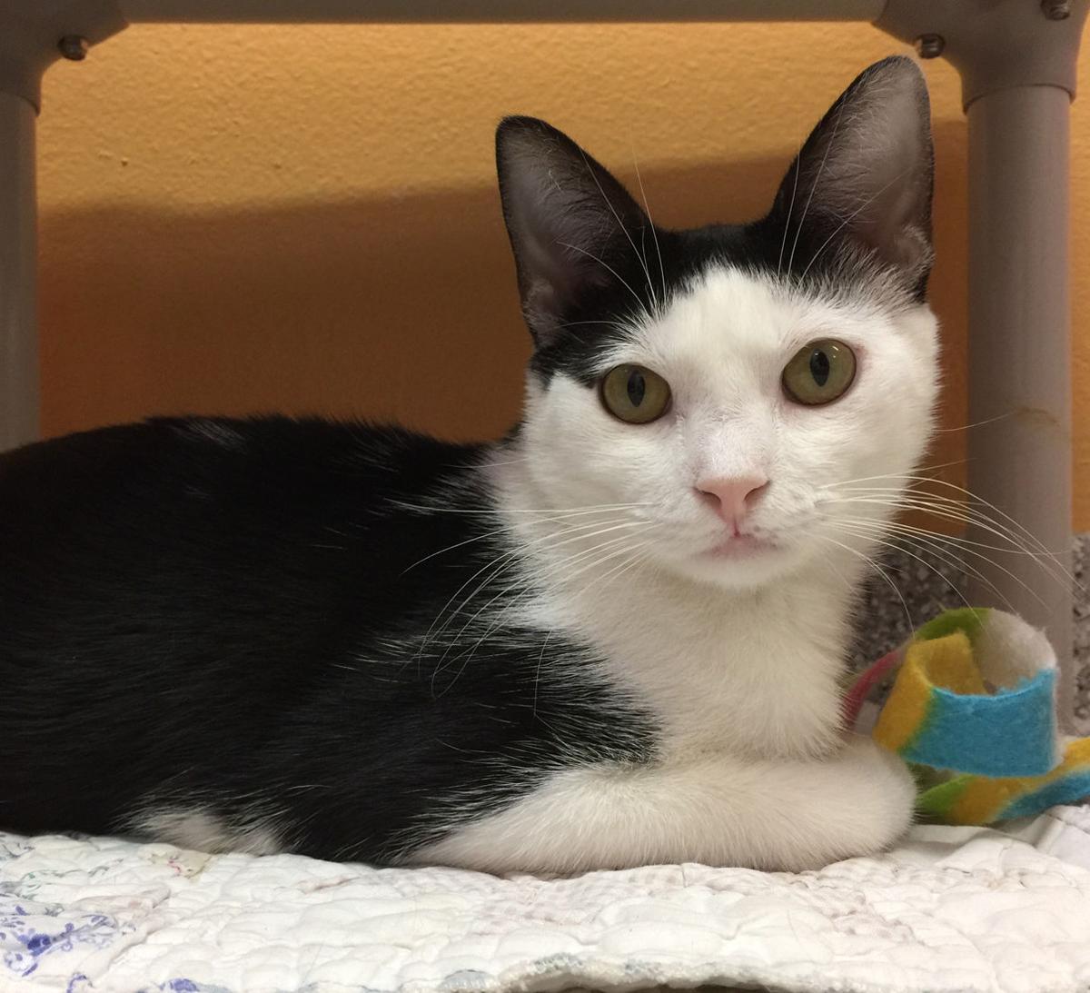 Baton Rouge Cats Available For Adoption On April 6 2017 Mid
