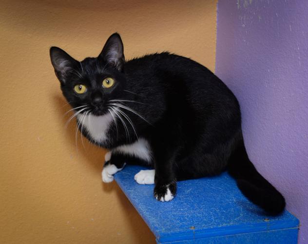 cat haven baton rouge staff