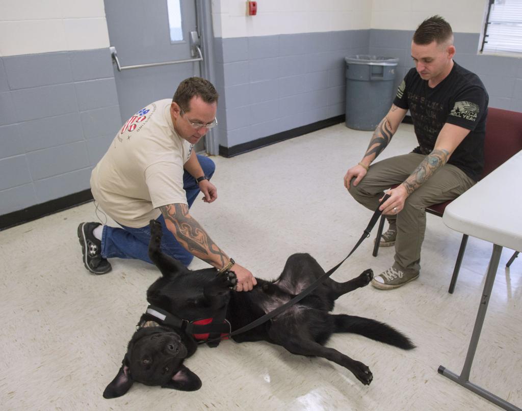 Inmates In Angola S New Paws Program Train Service Dogs For Veterans It S A Win Win Crime Police Theadvocate Com