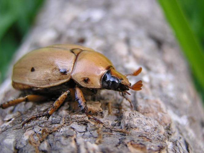Get up close and personal with bugs, more at Insect Day | Entertainment ...
