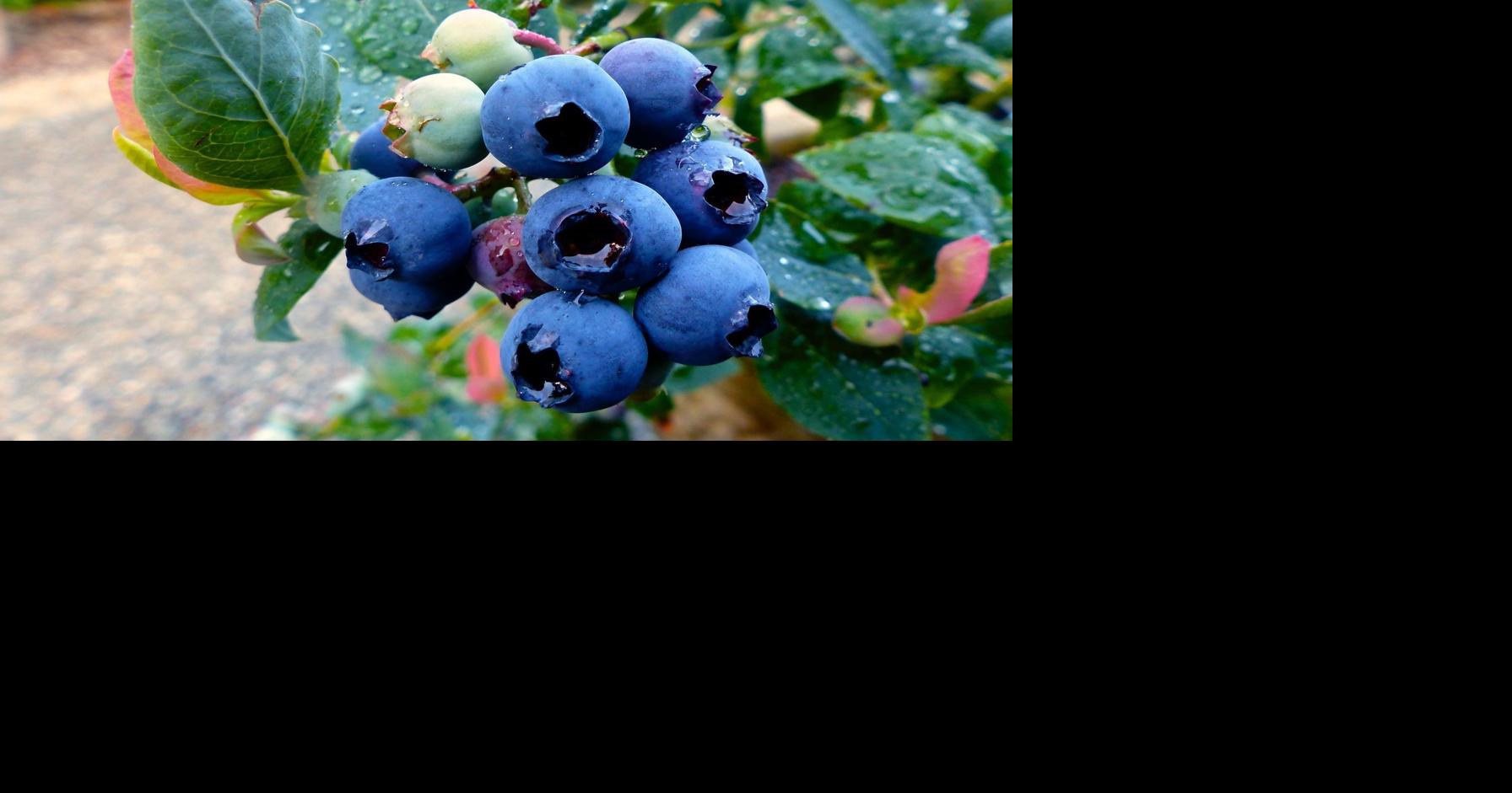 Eat ripe blueberries now, and get ready to plant your own ...