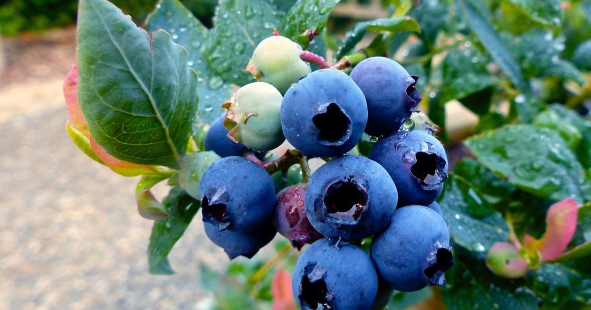 Really Ripe Blueberries Eat ripe blueberries now, and get ready to plant your own ...