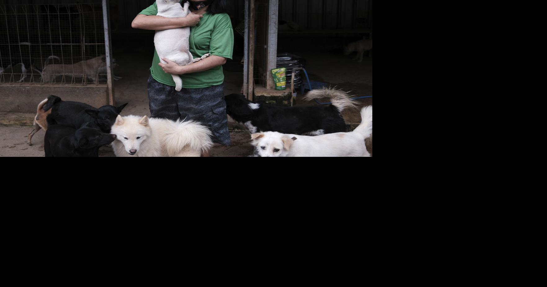 Can Dogs Get Coronavirus Yes A Louisiana Dog Just Did Here S What Pet Owners Should Know Coronavirus Theadvocate Com