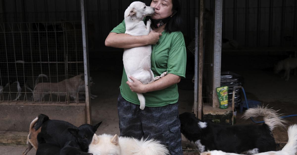 Can Dogs Get Coronavirus Yes A Louisiana Dog Just Did Here S What Pet Owners Should Know Coronavirus Theadvocate Com Can Dogs Get Coronavirus Yes A Louisiana Dog Just Did Here S What Pet Owners Should Know Coronavirus Theadvocate Com