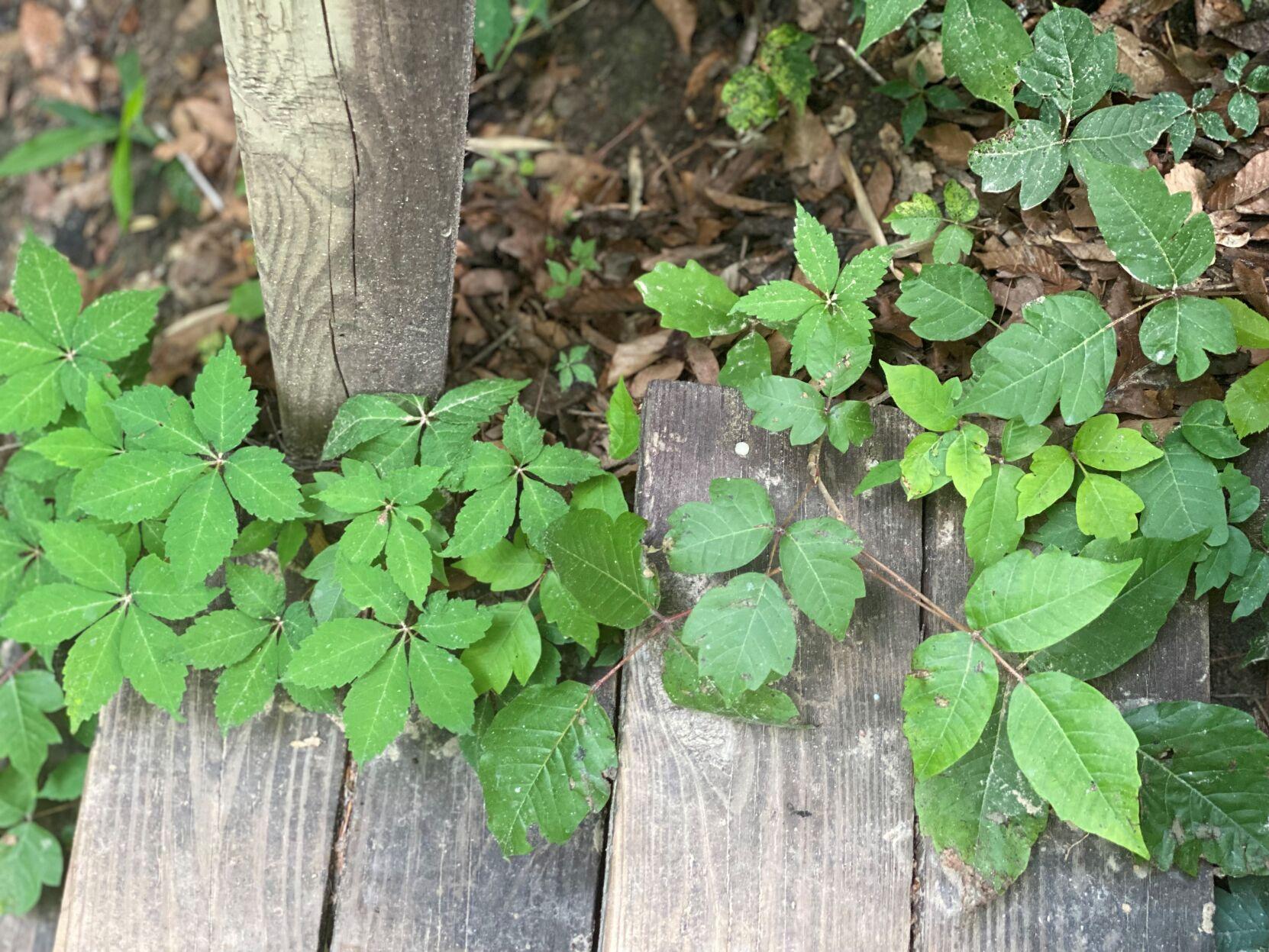 Here's how to identify poison ivy and remove it from your landscape
