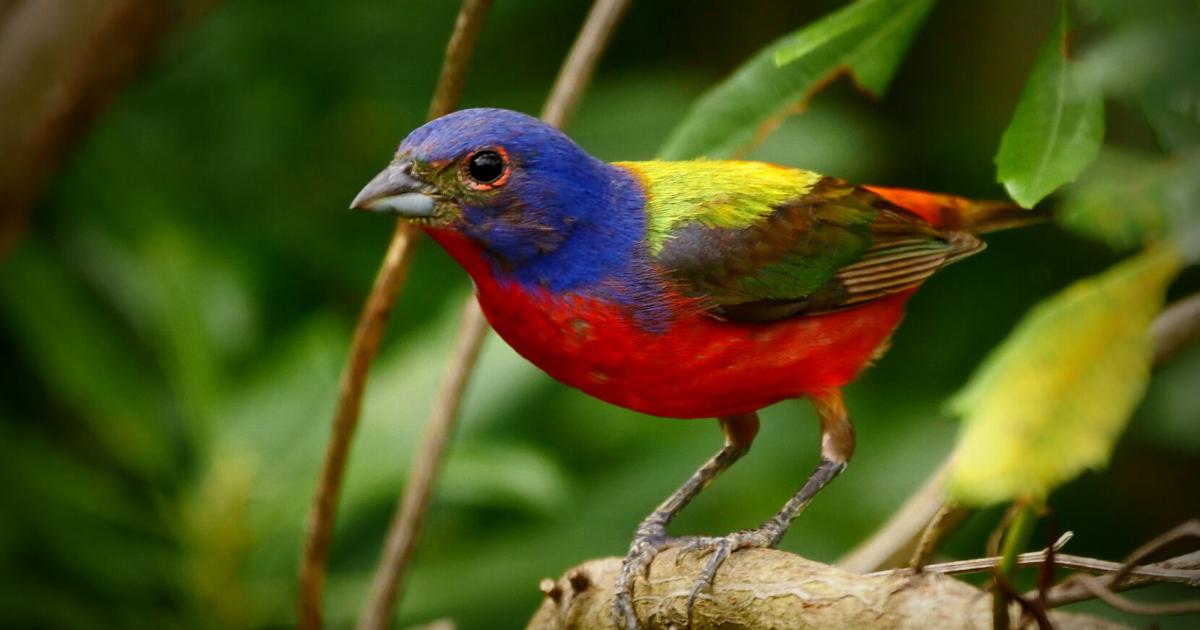 Red Bird Blue Bird LSU Doctoral Student Explains The Why Of Birds Of red-bird-blue-bird-lsu-doctoral-student-explains-the-why-of-birds-of
