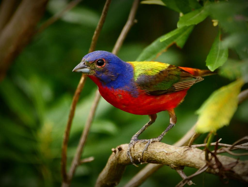 Light trickery makes bird feathers blue but not red