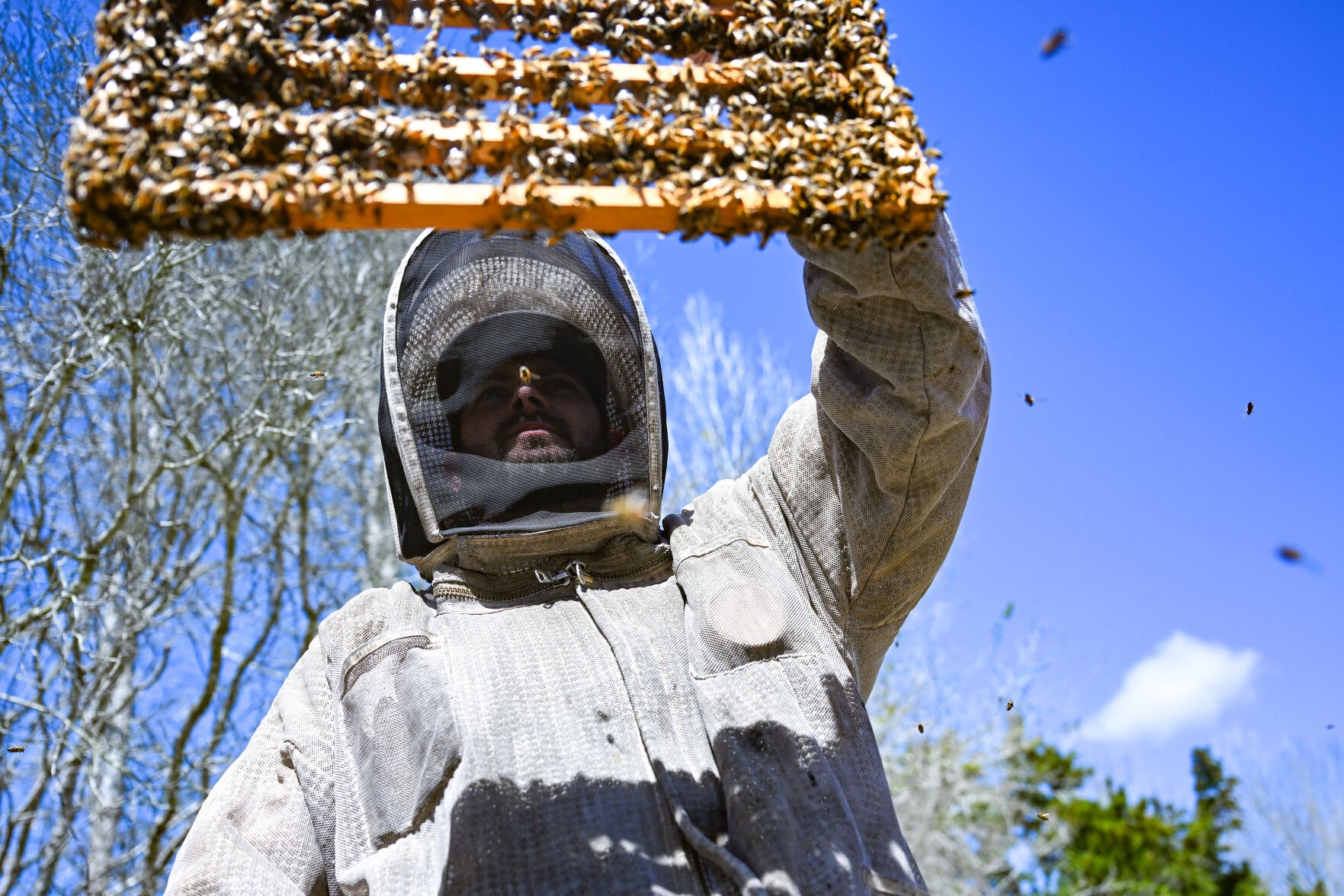 Louisiana's beekeepers are losing hives at an alarming rate. What's causing the collapse?