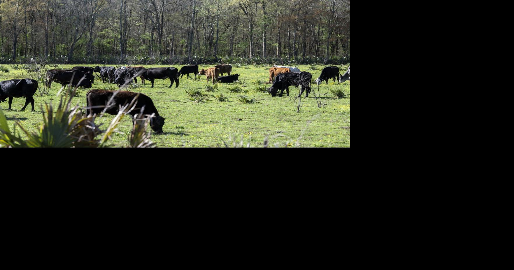 Guest column: University innovation helps power Louisiana. A federal plan could stop that.