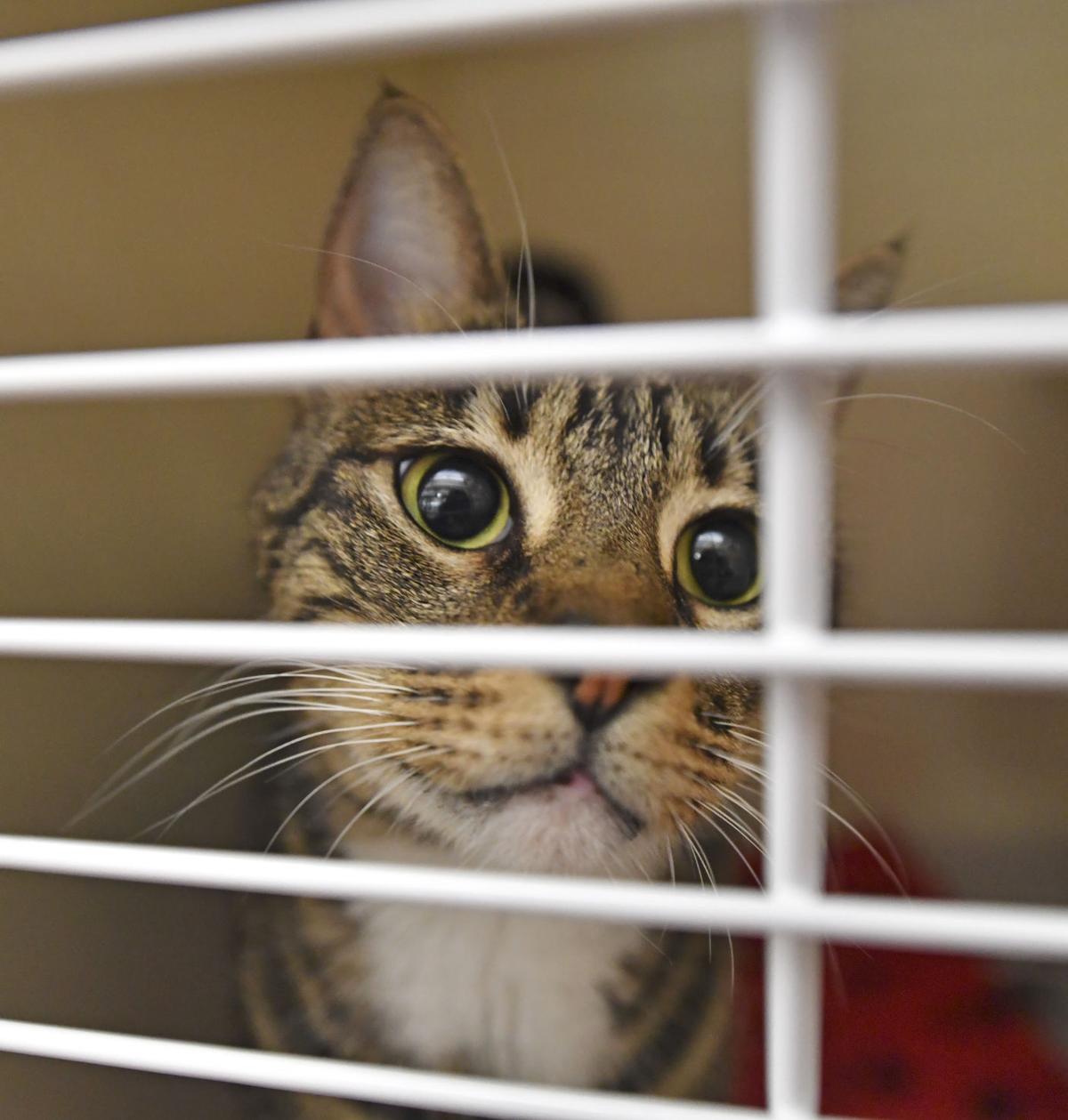 This Baton Rouge Socially Conscious Animal Shelter Increased The