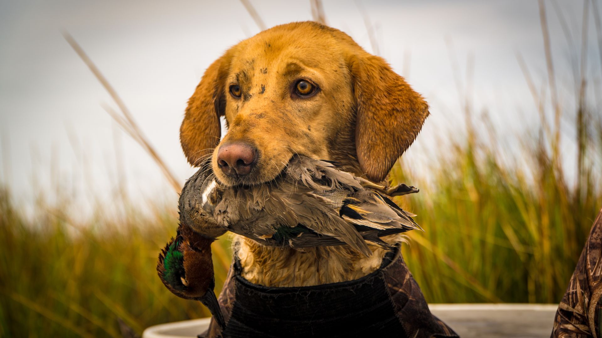 best e collar for duck hunting 2018
