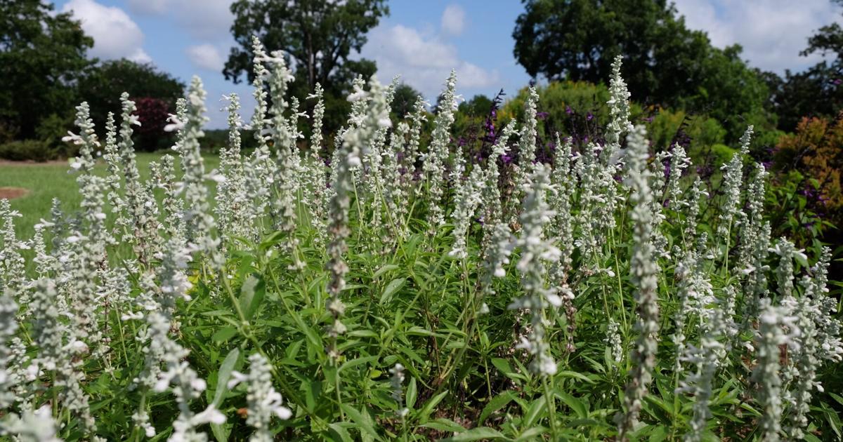 The 2022 Louisiana Super Plant title goes to… | Entertainment/Life
