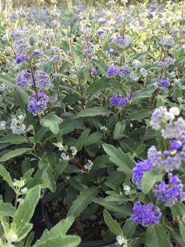 LSU Garden News: Something blue — and a little pink, too ...