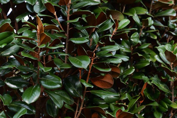 GIG 032726 Teddy Bear magnolia3jpg