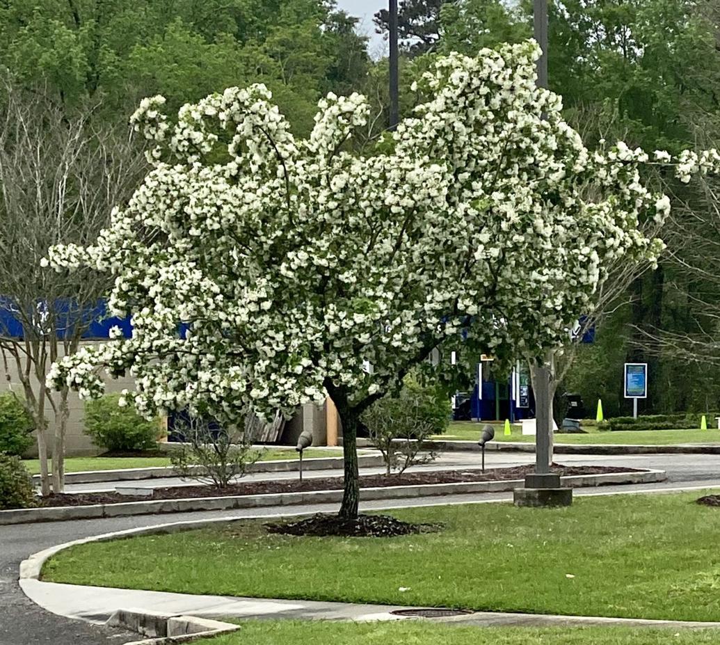 LSU Garden News Chinese fringe trees put on a flower show (and they