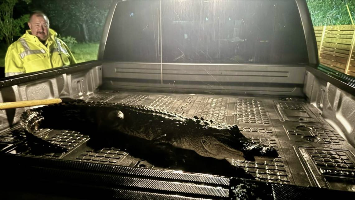 Mississippi Coast firefighters wrestle alligator that showed up on a