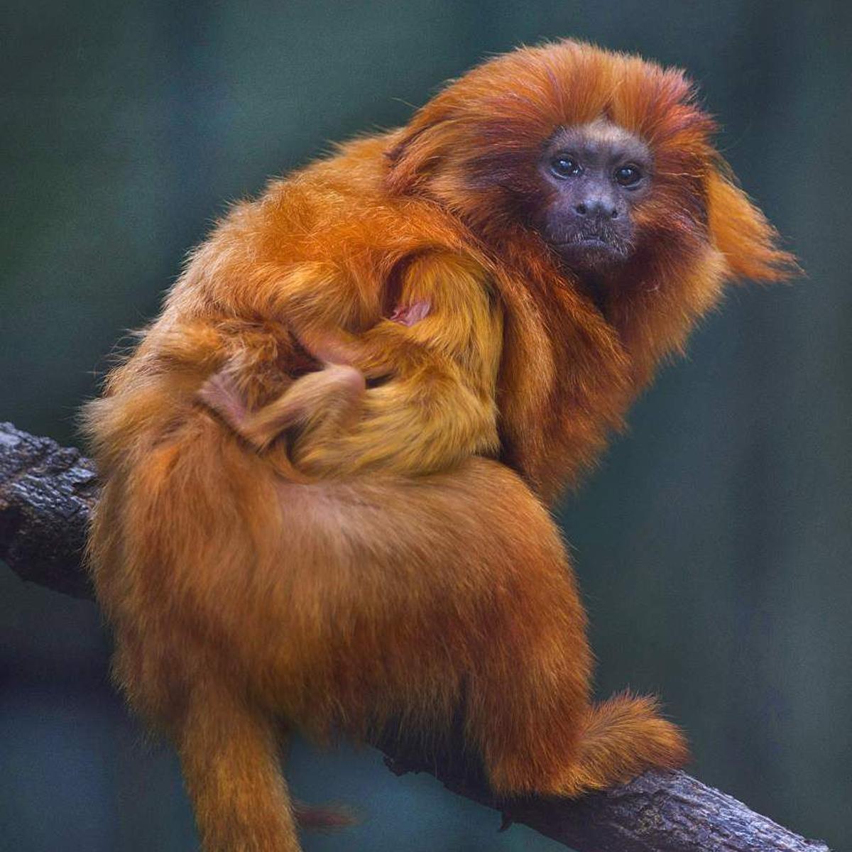 Baton Rouge Zoo welcomes new baby golden lion tamarin; monkey species is  endangered | News 