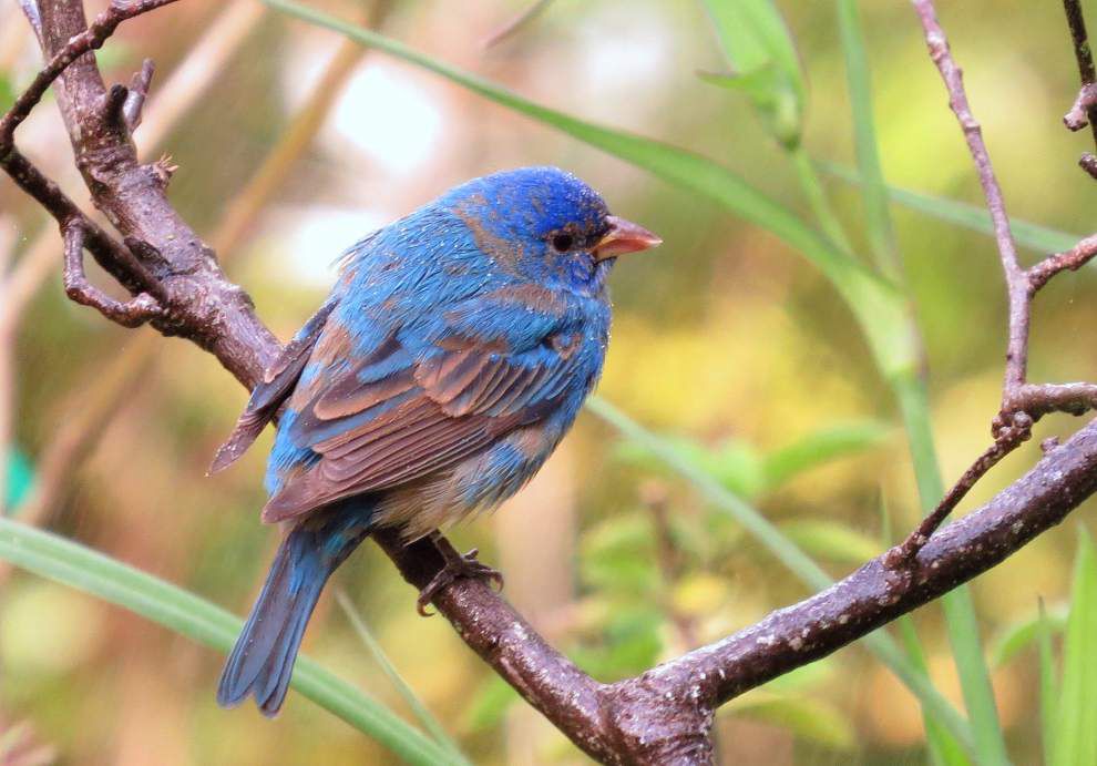 Indigo Bunting bird - Paint By Numbers Warehouse