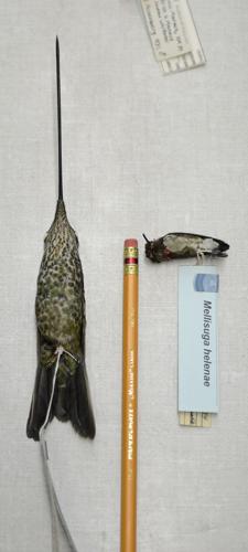 museumnightepl.adv HS 070.jpg