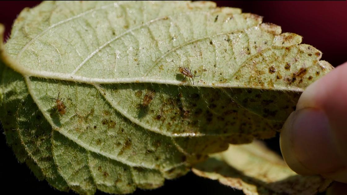 LSU Garden News What's eating your lantana? Chances are it's lace bugs