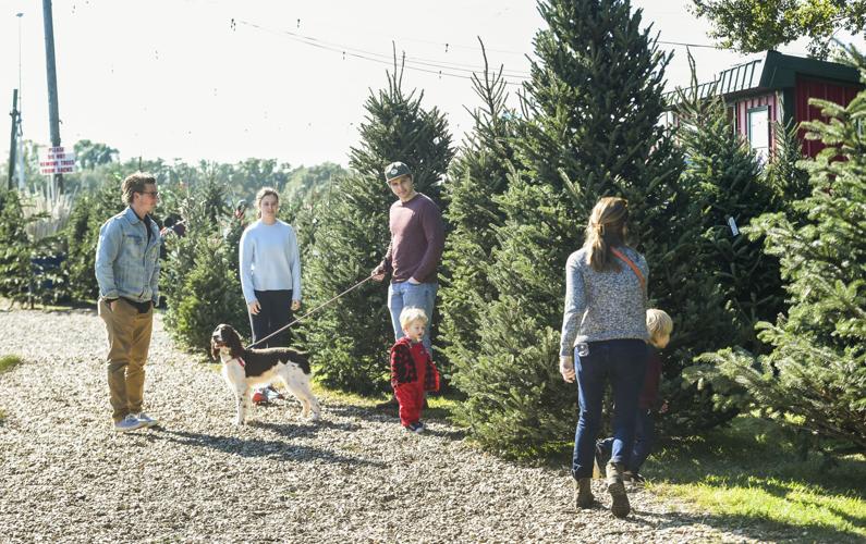 North Carolina Christmas trees hit Lafayette, Louisiana | News ...