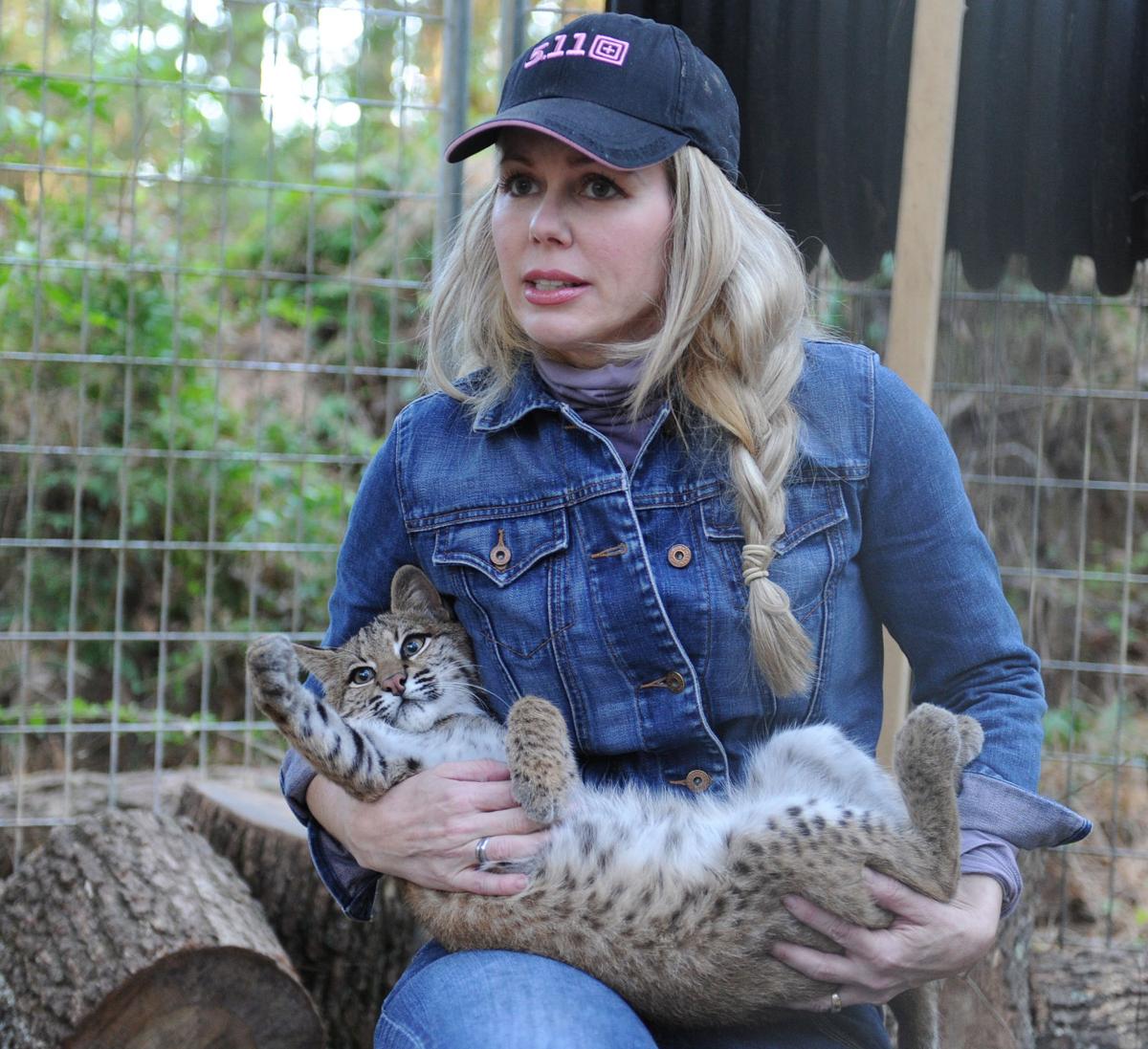 Shy And Elusive Bobcats Find Refuge In Louisiana Pine Forest
