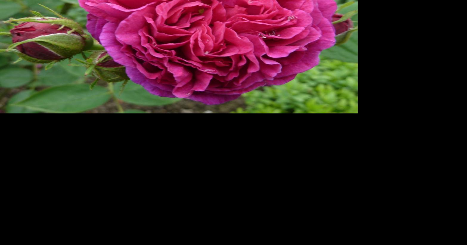 Digging In Prune everblooming roses for best flowers as cool weather