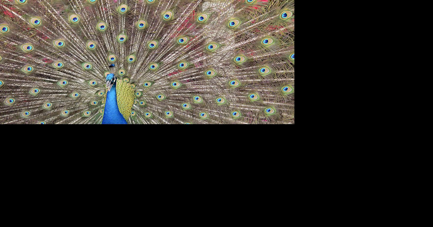 Want to show off Louisiana life and win prizes? Here's how to enter two