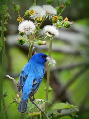 Is There a Blue Colored Cardinal Bird? - Birds and Blooms