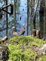 Whistling ducks season offered in 2026
