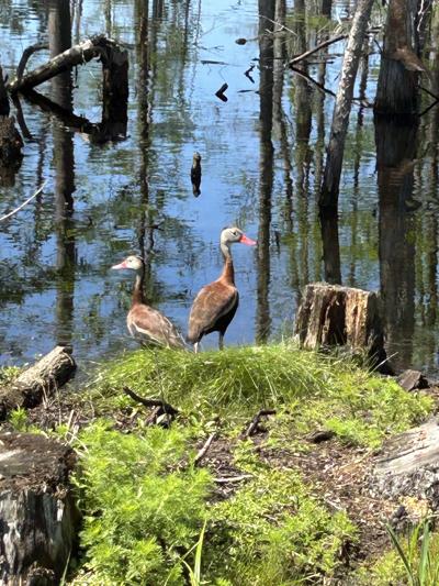 Sam Houston Jones SP (1).JPG