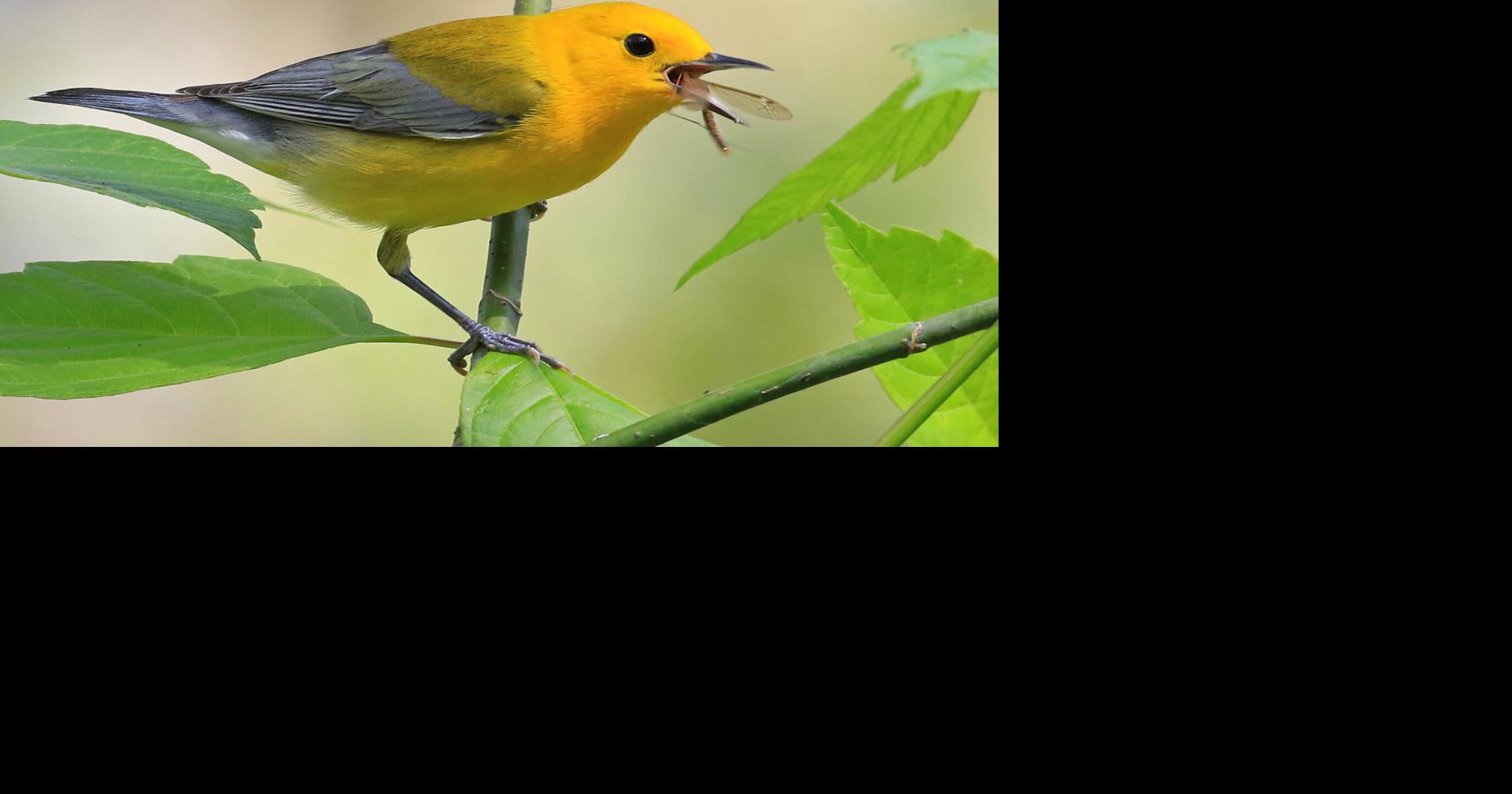 Forscher bestätigen Rückkehr weltreisender Waldsänger nach Louisiana: „Ist ...