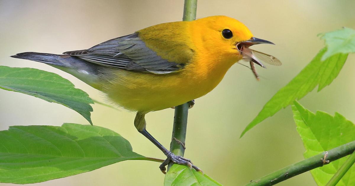 Forscher bestätigen Rückkehr weltreisender Waldsänger nach Louisiana: „Ist ...