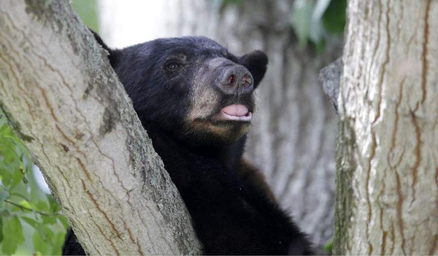Report Iconic Louisiana black bear 'Teddy bear' to be removed from Endangered Species list