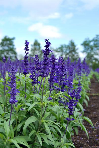 Lsu Garden News Salvias Are A Summertime Sensation Home Garden Theadvocate Com