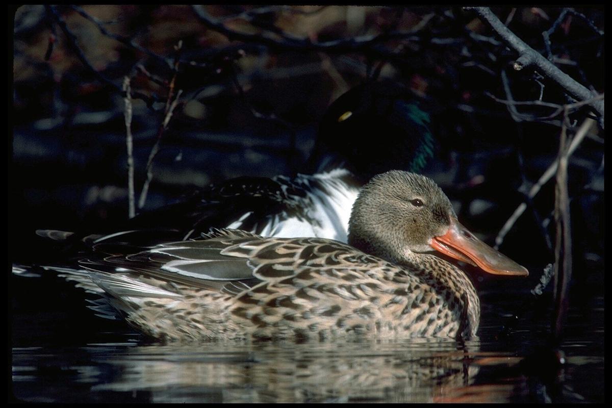Louisiana Duck Stamp competition opens East Feliciana