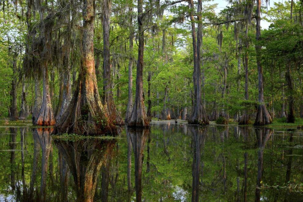 Barataria Preserve photo exhibit highlights coastal treasures | News ...