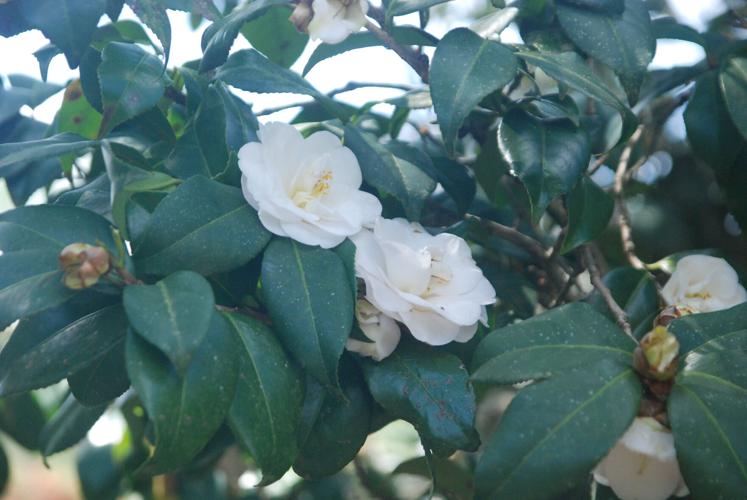 whitecamellia.JPG