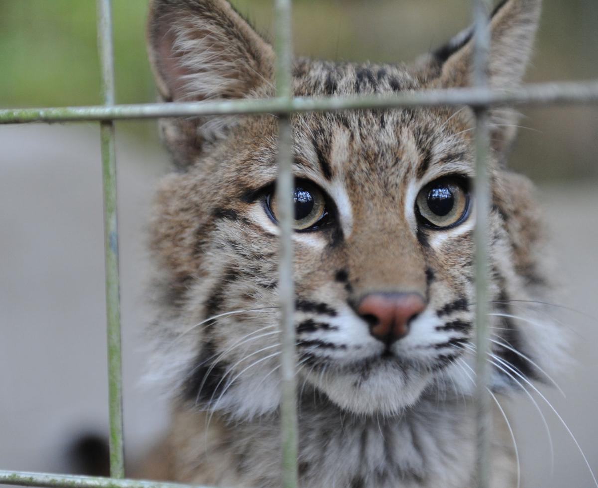 Shy And Elusive Bobcats Find Refuge In Louisiana Pine Forest