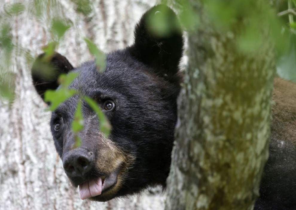 Louisiana black bear on path to leave threatened list | News ...